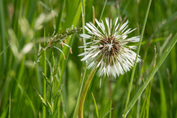 Pusteblume im Regen