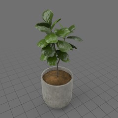 Plant in concrete planter