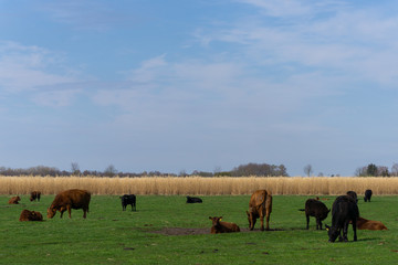 Kuhweide Feld Getreide