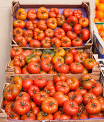 lots of tomatoes on a branch on counter