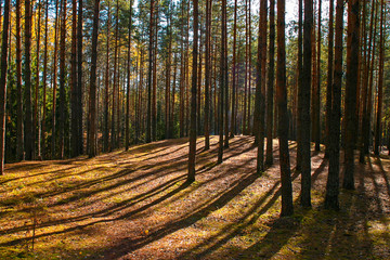 Spring sunny day in the pine forest, a shadow from trees