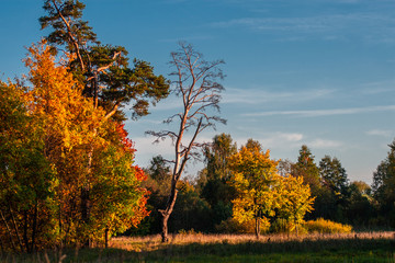 Naklejka premium Autumn at the pine forest in sunny day