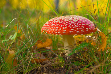 Fly agaric mooshroom at the green grass