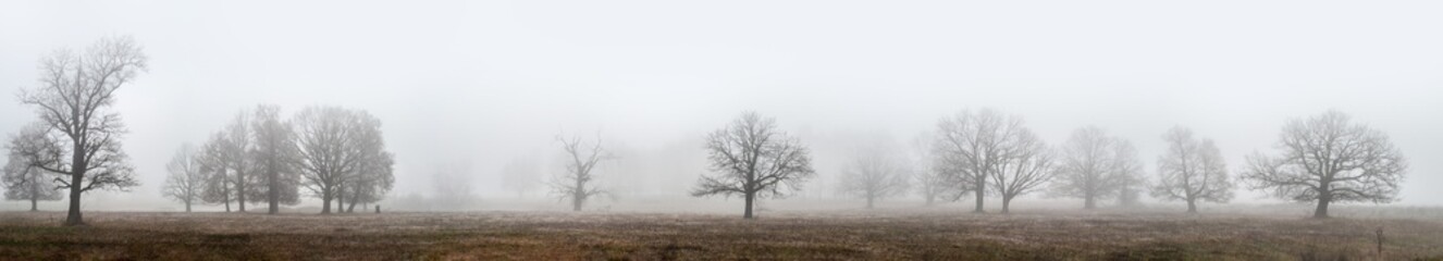 Oaks and other trees stand in dense fog in the open field, a panorama from several frames, Mari El, Russia