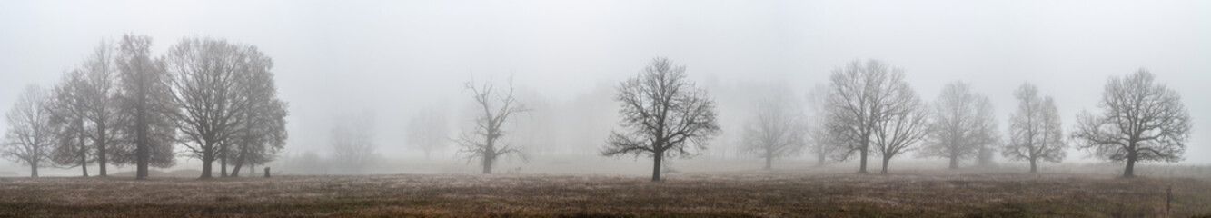 Oaks and other trees stand in dense fog in the open field, a panorama from several frames, Mari El, Russia