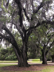 Spanish Moss on Oak Tree