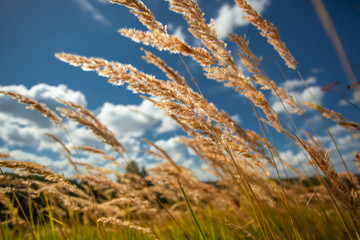 Fototapeta premium Grass in sunlight, a close up, short selective focus