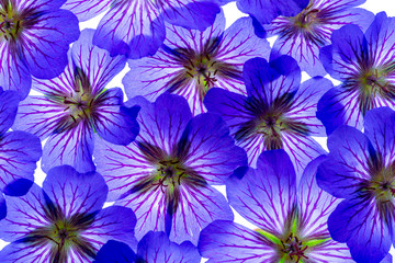Obraz premium a nice floral background from purple flowers garden Geranium