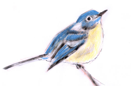 crayon drawing blue bird isolated on white background
