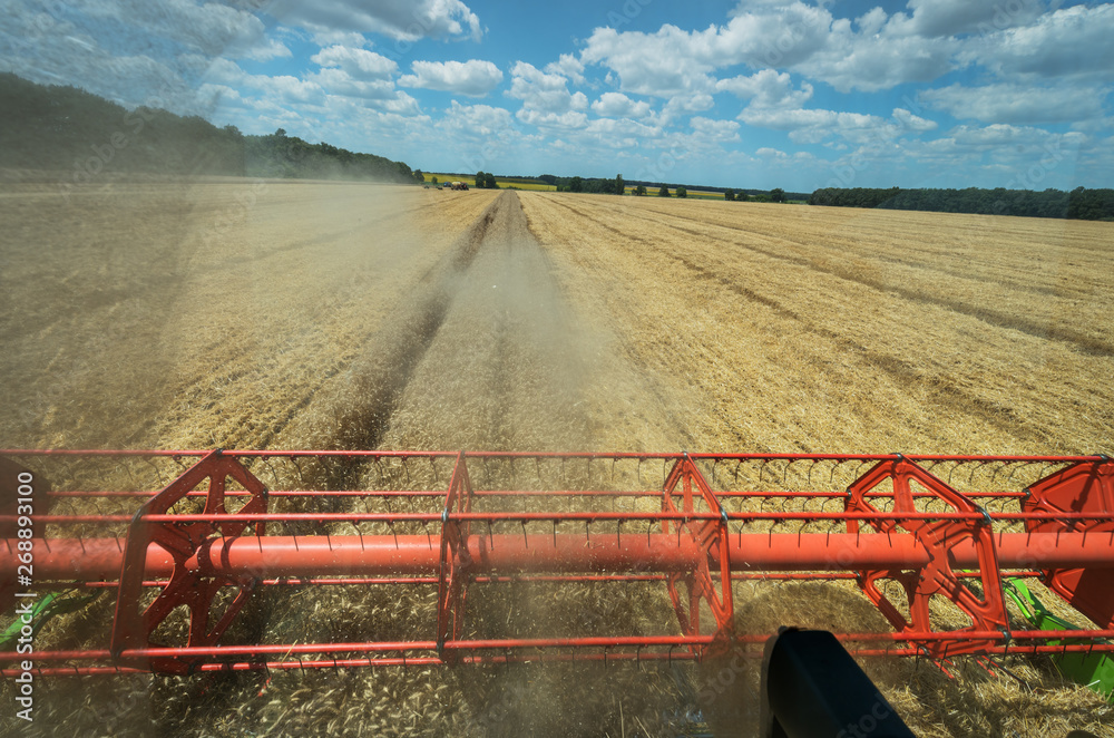 Poster view of the field of wheat from the cab of, a combine harvester on a sunny day.