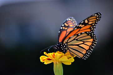 Fototapeta na wymiar Monarch Butterfly on Marigold Flower - (Danaus Plexippus)