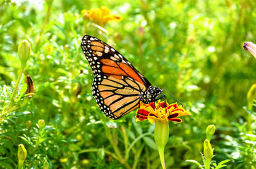 Monarch Butterfly on Marigold Flower - (Danaus Plexippus)