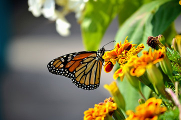 Monarch Butterfly on Marigold Flower - (Danaus Plexippus)