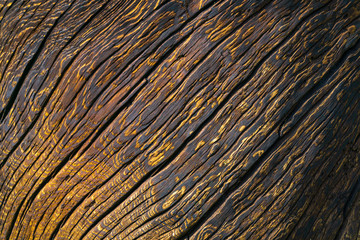 abstract background of burned tree