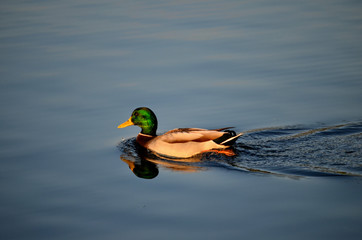 Male Mallard Duck Swimming on a Pond