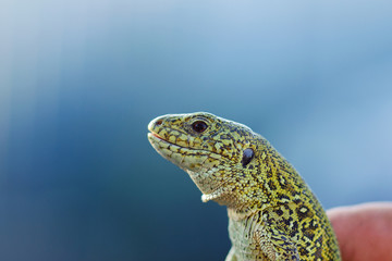 Bright green lizard. Lizard head close up.