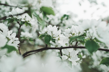 Beautiful apple blossom. Spring background with soft focus. Copy space for your text