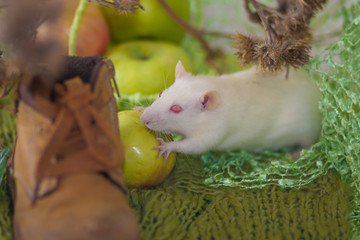 The concept of vintage. White rat with apples.