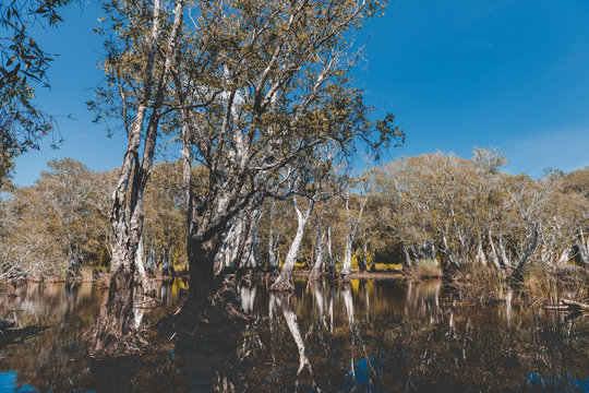 Environment of botanical garden wetland trees.