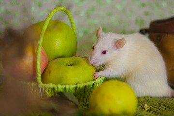 Still life with apples. White rat with green apples.