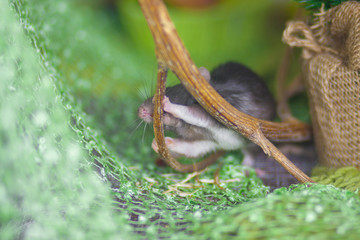 Mouse nibbles a twig. A gray rat bites a branch.