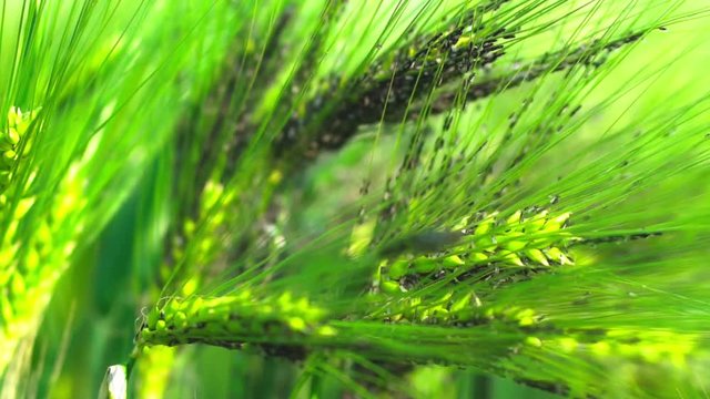 Infected cereals, green stem, pests, insects, flies, moths, farm, agriculture
