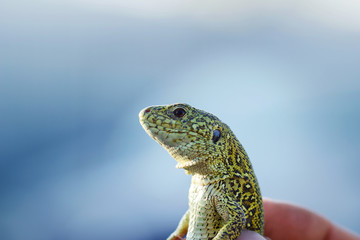Bright green lizard. Lizard head close up.