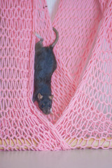 Gray mouse on pink background. The rat got caught in the net.