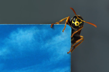 The wasp sits on the edge of the photo. This can be a place for a headline or an advertisement.