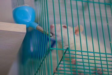 The concept of thirst. Rat drinking water. Rodent sits in a cage and drinks.
