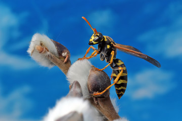 Wasp has awakened from winter and sits on a willow branch.