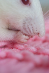 White rat close-up. The mouse eats. Rodent on pink background.