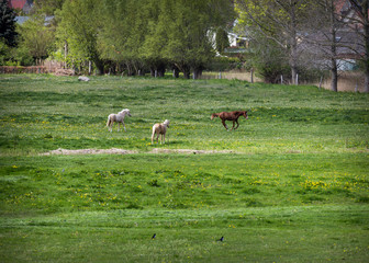 horses on the pasture