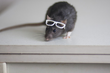 Concept of mind. Rat with glasses on his head.