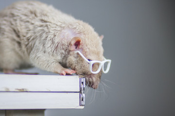 The concept of curiosity. Rat with glasses.