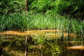 High Water in Spring Woods after Rains