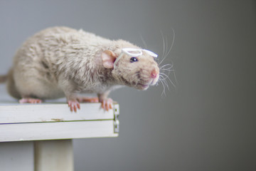 The concept of curiosity. Rat with glasses.