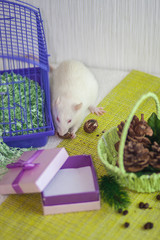 The concept of a gift. White rat on the background of gifts.