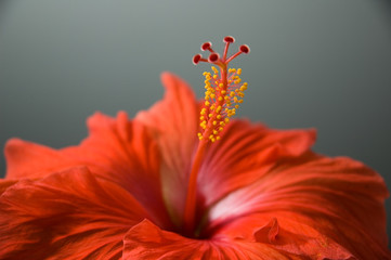 Red Hibiscus