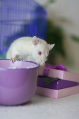 Light mouse in Cup. A white rat with a purple mug.