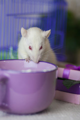 The concept of tasting. Mouse try the food. A rat with a Cup.