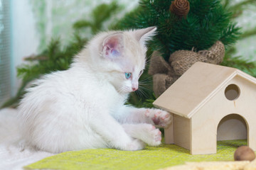 Little kitten sitting on the background of the Christmas tree.