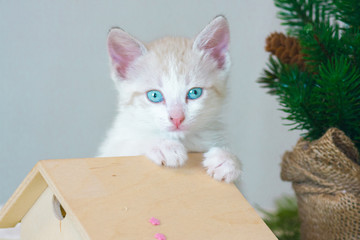 Pretty little kitty closeup. Portrait of white cat.