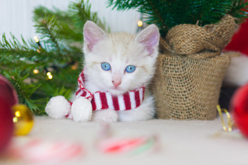 New year kitten. Cat in a scarf on the background of the tree.