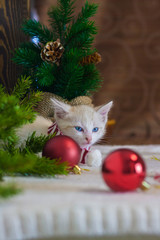 New year kitten. Cat with Christmas toys on the background of the Christmas tree.