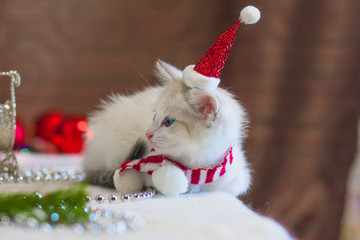 Cat in a Christmas cap. Kitten in a Santa suit.