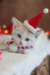 Christmas cat. Kitten in a Christmas cap.