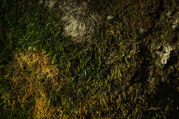 Fototapeta na wymiar forest mysterious background moss covering gray tree bark close up