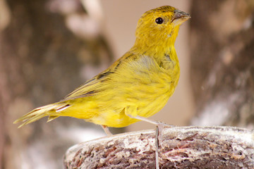 The true canary or canary of the earth, (scientific name: Sicalis flaveola L.), canary-da-horta, canary-canary, canary-chapinha, is a species of bird of the family Emberizidae.