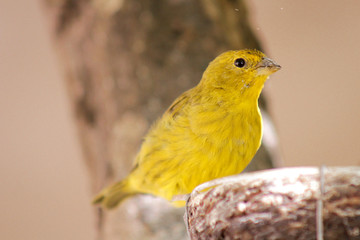 The true canary or canary of the earth, (scientific name: Sicalis flaveola L.), canary-da-horta, canary-canary, canary-chapinha, is a species of bird of the family Emberizidae.